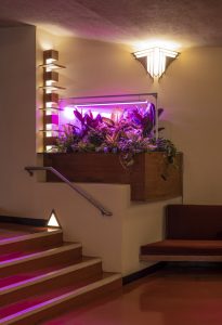 Installation view of The Histories (Le Mancenillier) in a corner of Beth Sholom Synagogue. A greenhouse planting bench with live plants and LED grow lights is tucked into a corner. The grow lights produce a glowing fuchsia that spreads throughout the space. A cushioned bench is attached to the right wall and partially cropped out of the image. A metal stair railing and stairs are pictured on the left side of the image, and in front of the planting bench. Three Frank Lloyd Wright light fixtures are pictured. A triangle light fixture is above the top step on the left side and below the planting bench. A triangular light fixture on the wall with a repeating triangular pattern is above the planting bench near the ceiling. On the left side of the planting bench is a vertical floor lamp with five wooden boxes concealing the lights, and wooden reflectors between each box that play with the light above and below it. All of the light fixtures are on and cast an amber glow. 